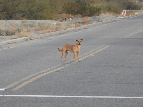 Domestic Dog photographed in Arizona
