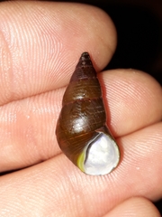 Phasianotrochus eximius