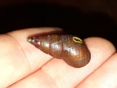 Phasianotrochus eximius