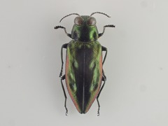 Eudiana limbata