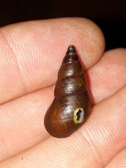 Phasianotrochus eximius