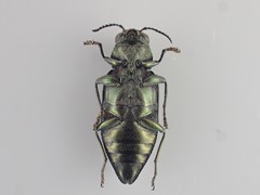 Eudiana limbata