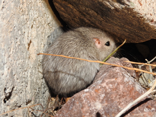 Desert Pocket Mouse