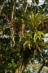 Tillandsia leiboldiana image