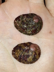 Haliotis coccoradiata