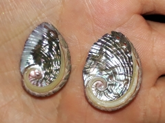 Haliotis coccoradiata