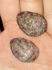 Haliotis coccoradiata