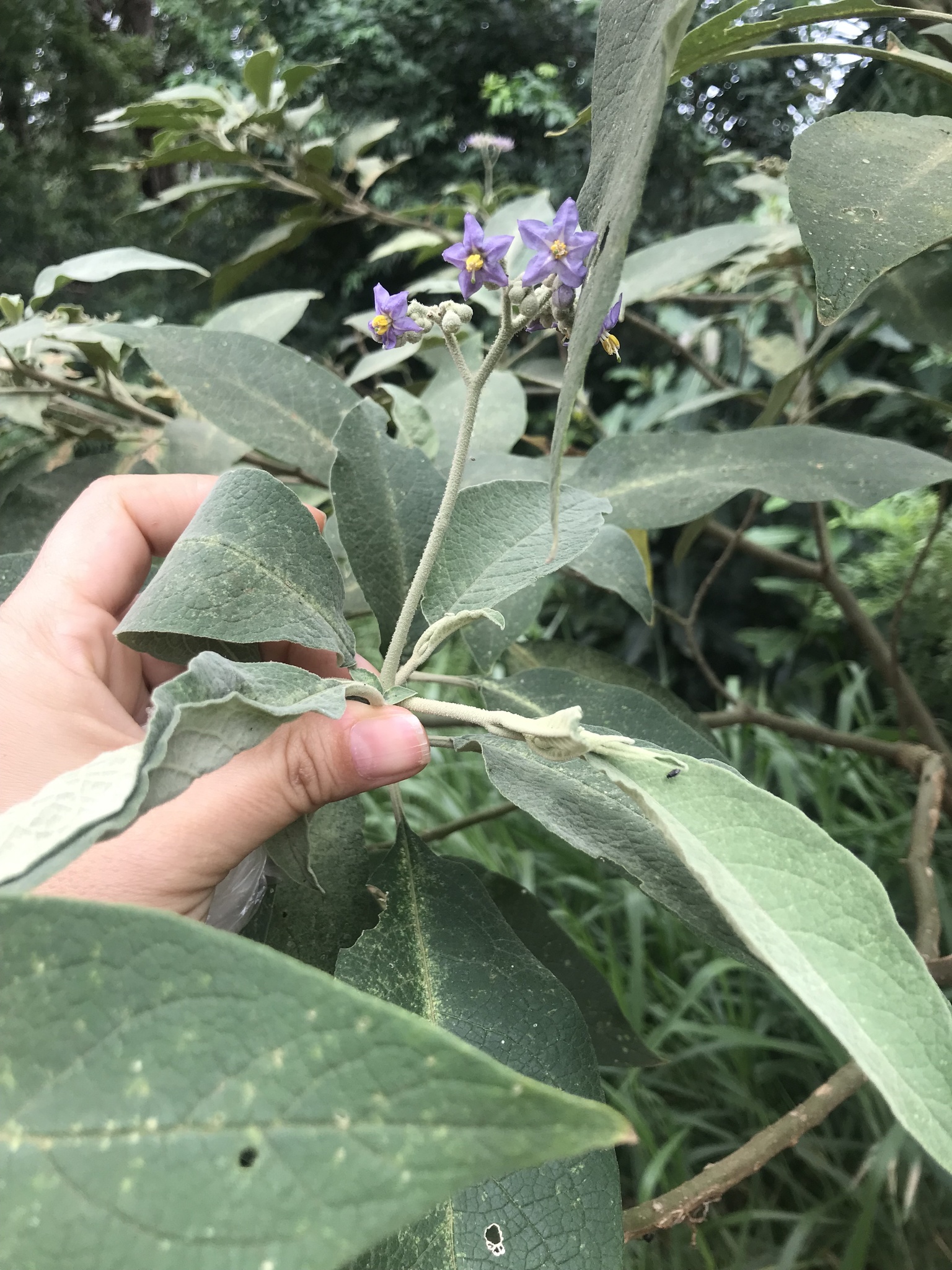 Solanum mauritianum