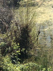 Equisetum fluviatile