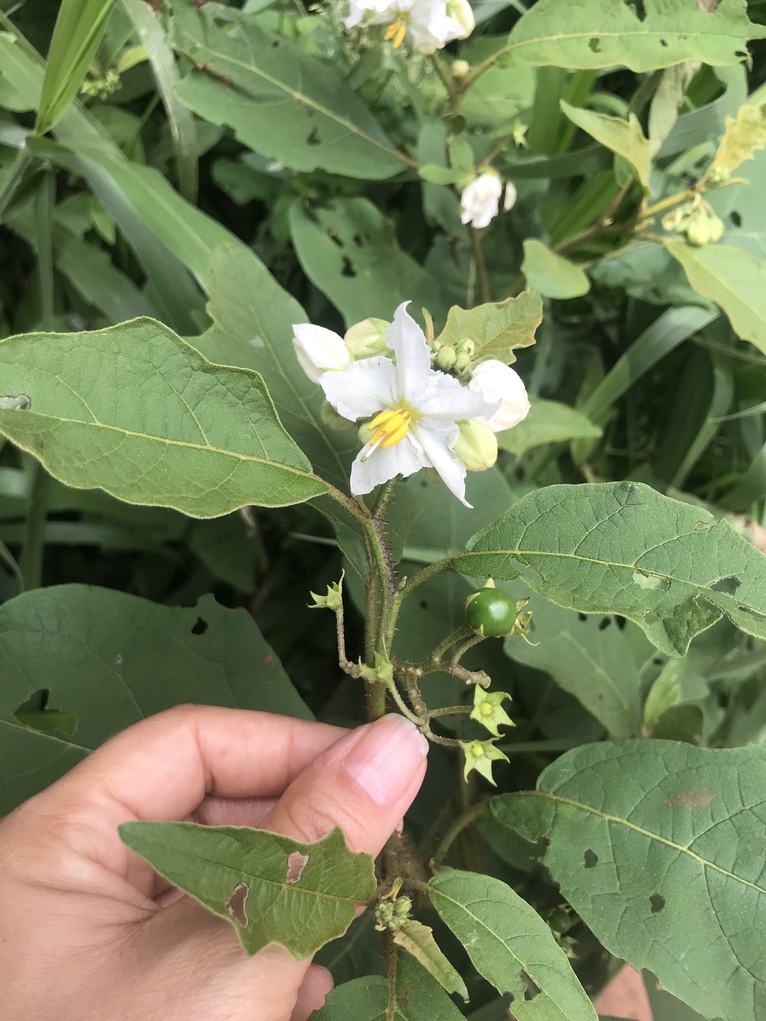 Solanum guaraniticum