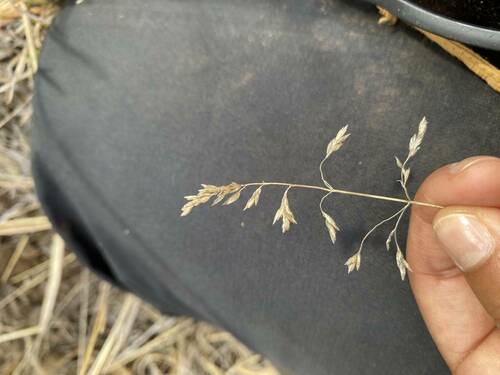Poa pratensis observed 2023-09-18