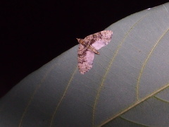 Chloroclystis conversa