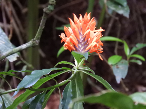 Afelandra