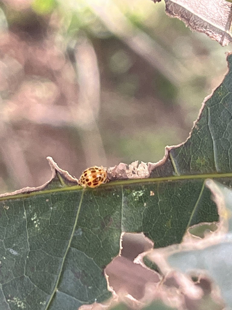Psyllobora meticulosa