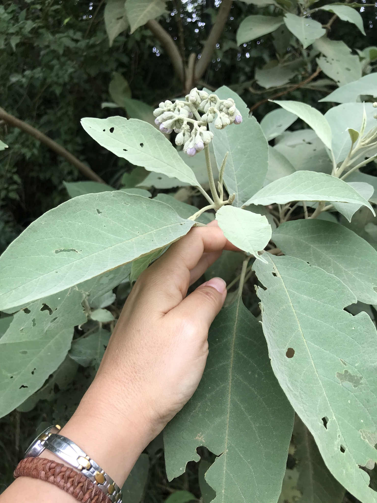 Solanum granulosoleprosum