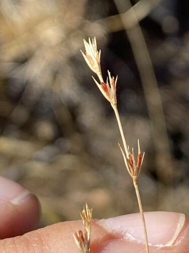 Juncus bufonius observed 2023-09-18