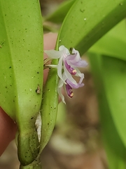 Scaphyglottis stellata image