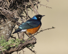 Superb Starling photo 5
