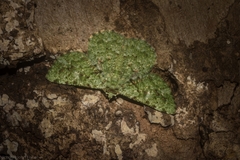 Aeolochroma viridicata