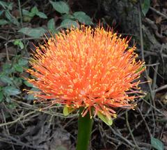 Blood lily (Scadoxus puniceus)