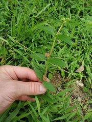 Euphorbia hirta image