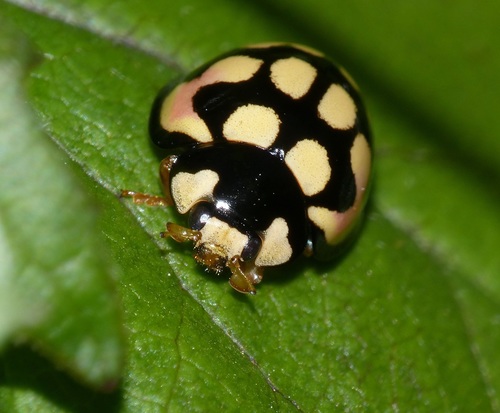 Sulfurous Lady Beetle