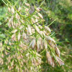 Ulex parviflorus parviflorus