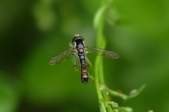 Sphaerophoria quadrituberculata