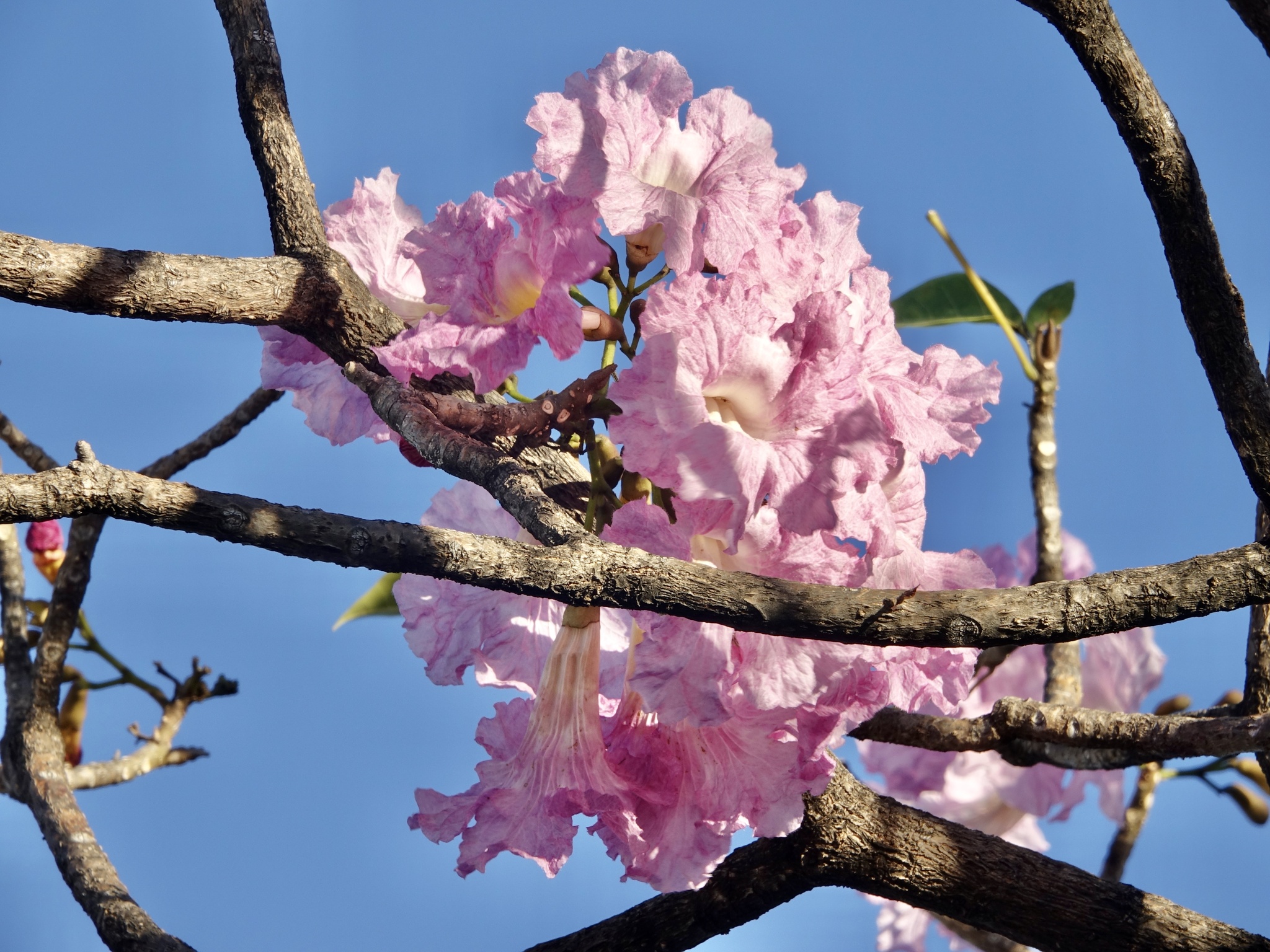 Imagem de Ipê Rosa