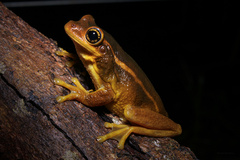Porto Alegre Golden-Eyed Treefrog photo 2