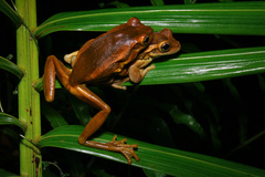 Porto Alegre Golden-Eyed Treefrog photo 4
