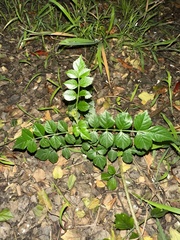 Tecoma capensis