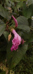 Ipomoea setifera image