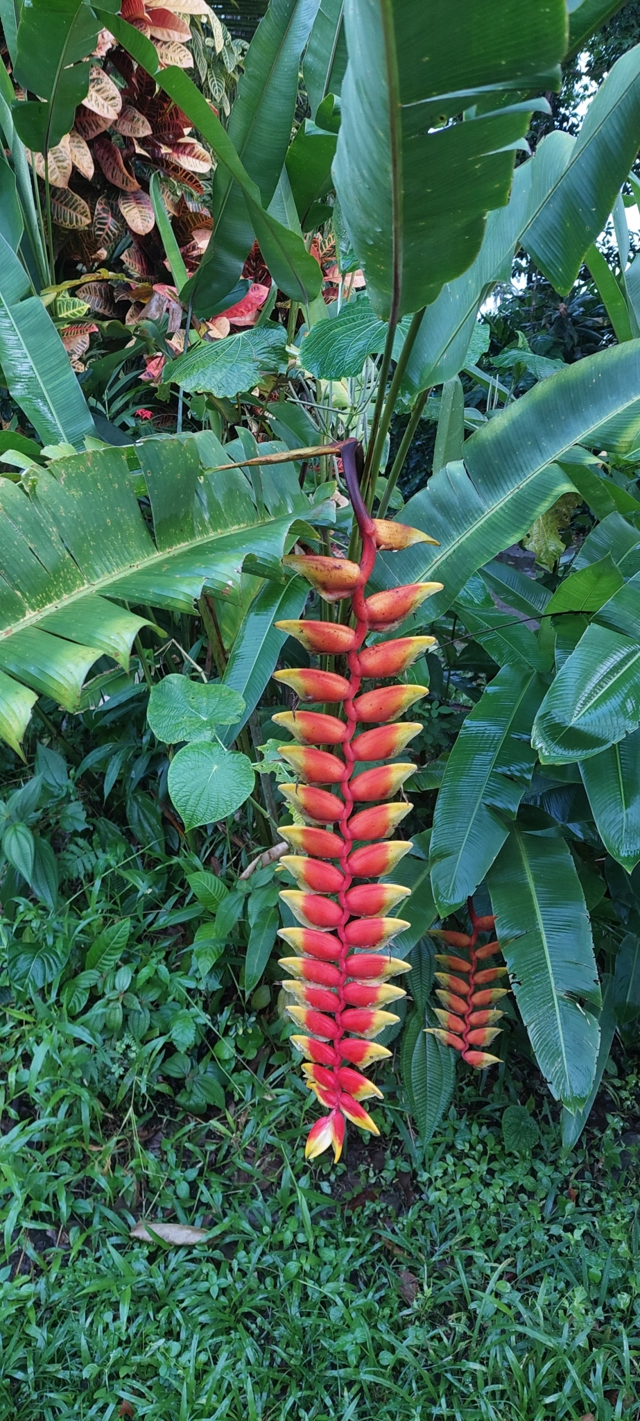 Imagem de Bananeira-de-jardim