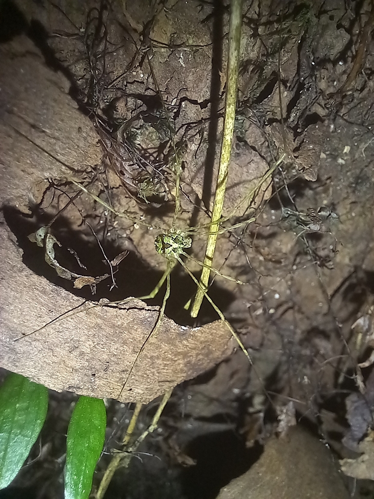 Thrasychirus gulosus