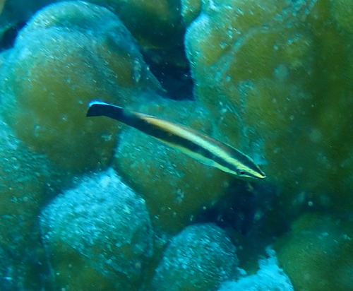 Golden Cleaner Wrasse