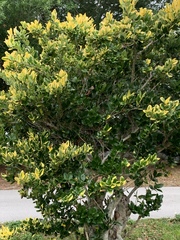 Image of Euonymus japonicus