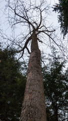 Magnolia acuminata