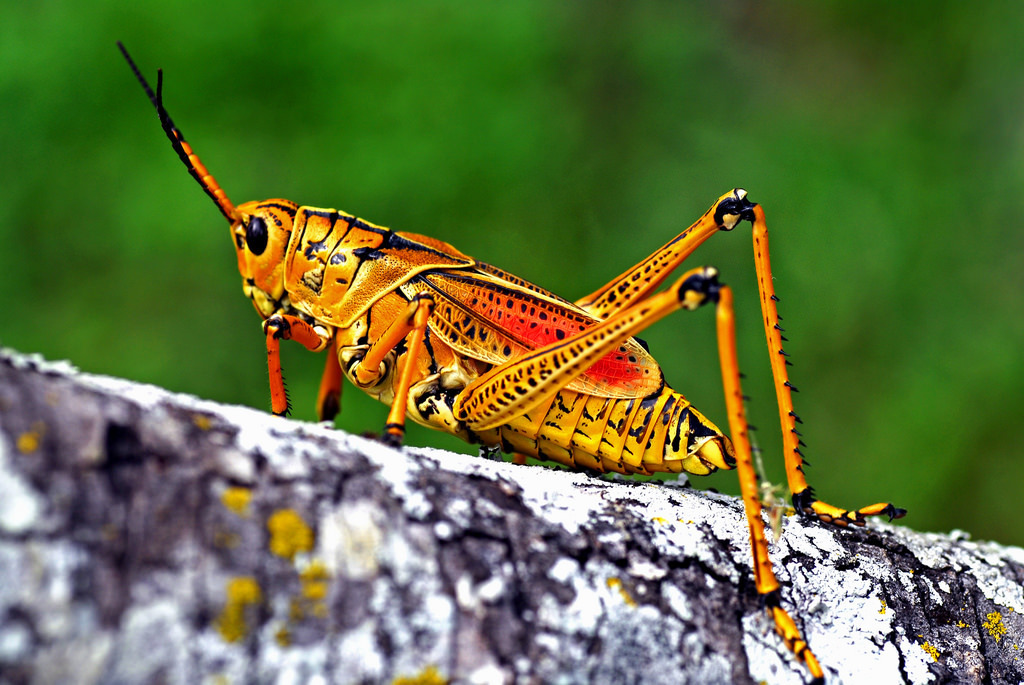 Eastern Lubber Grasshopper (GTM Research Reserve Arthropod Guide) ·  iNaturalist