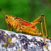 Romalea microptera - Photo (c) Rafael Alvarez, algunos derechos reservados (CC BY-NC-ND)