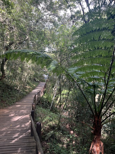 Foto de Xaxim