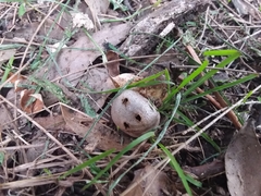 Myriostoma australianum