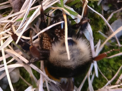 Bombus