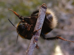 Bombus