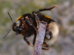 Bombus
