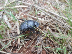 Scarabaeus cicatricosus