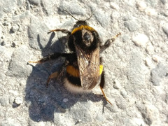 Bombus