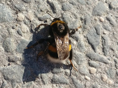 Bombus