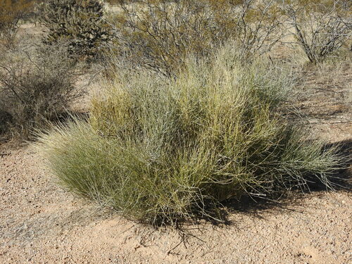 Image of Ephedra aspera by no rights reserved