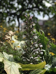 Acanthus